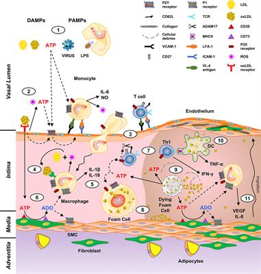 Purinergic Signaling in Controlling Macrophage and T Cell Functions During Atherosclerosis Development